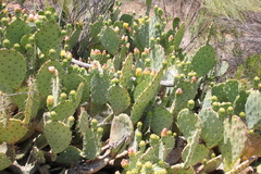 Opuntia × vaseyi