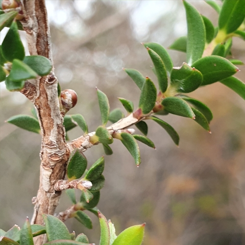 Image of Leptospermum squarrosum by (c) ronavery, some rights reserved (CC BY)