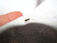 Monopis dorsistrigella