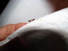 Monopis dorsistrigella