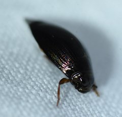 Gyrinus elevatus