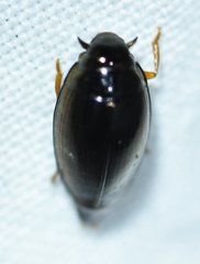 Gyrinus elevatus