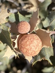 Atrusca brevipennata