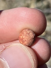 Atrusca brevipennata
