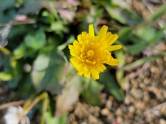 Reichardia