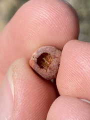 Atrusca brevipennata