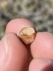 Atrusca brevipennata