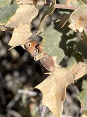 Andricus reticulatus