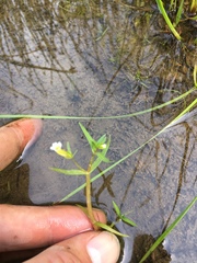 Gratiola quartermaniae