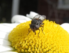 Helophilus hochstetteri