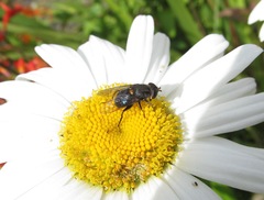 Helophilus hochstetteri