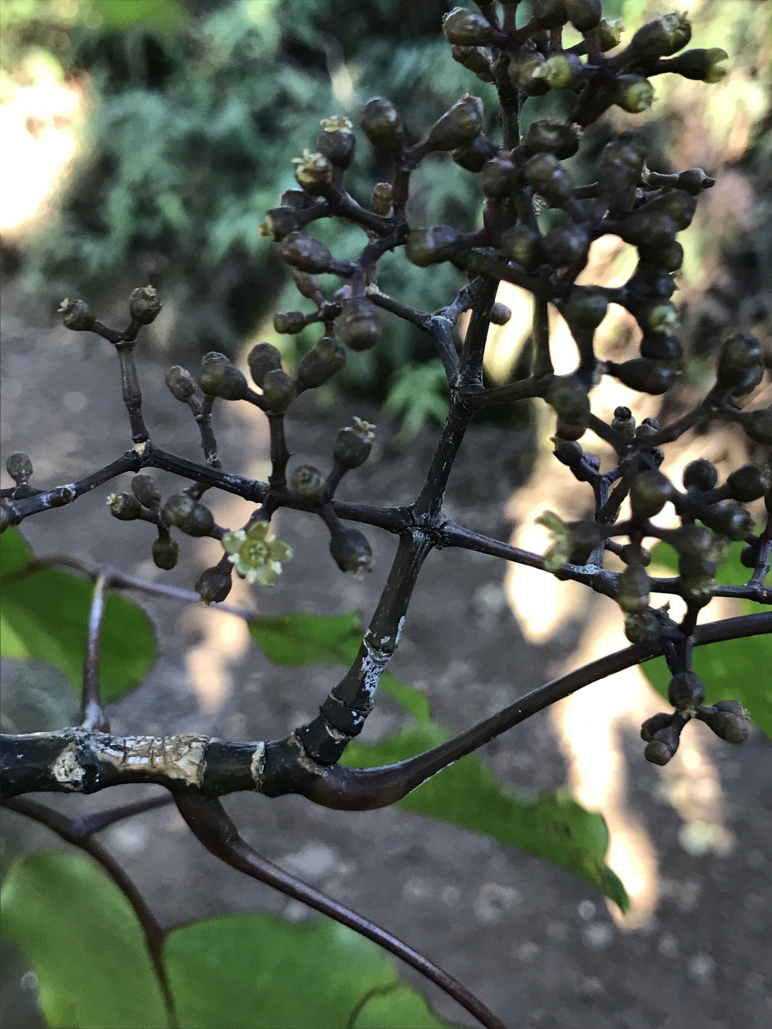 Cheirodendron trigynum ssp. helleri
