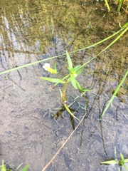 Gratiola quartermaniae
