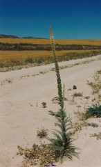 Reseda suffruticosa