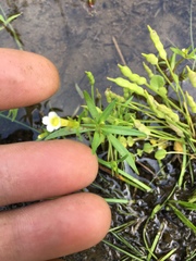 Gratiola quartermaniae