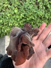 Auricularia auricula-judae