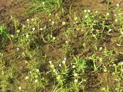 Gratiola quartermaniae