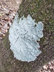 Phlyctis boliviensis