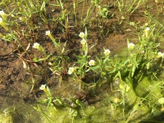 Gratiola quartermaniae