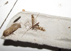 Mischoderus annuliferus