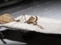 Mischoderus annuliferus