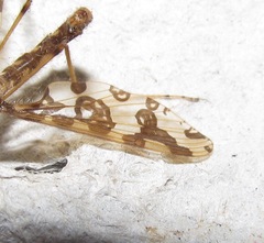 Mischoderus annuliferus
