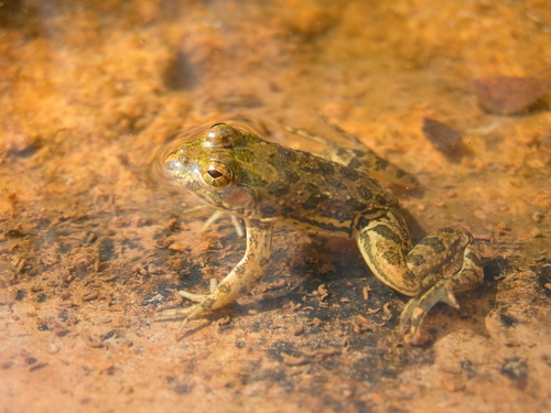 Euphlyctis cyanophlyctis