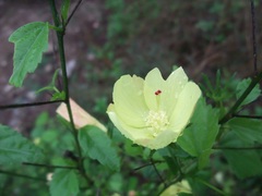 Hibiscus jaliscensis