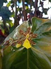 Oncidium graminifolium