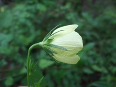 Hibiscus jaliscensis
