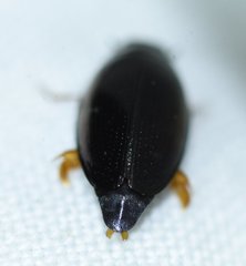 Gyrinus elevatus
