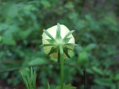 Hibiscus jaliscensis