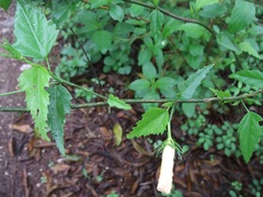 Hibiscus jaliscensis