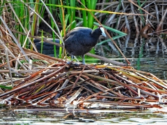 Fulica cristata