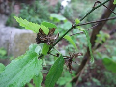 Hibiscus jaliscensis