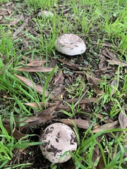 Agaricus