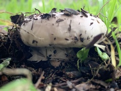 Agaricus
