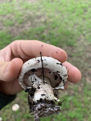 Agaricus