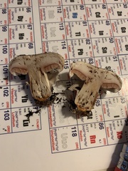 Agaricus
