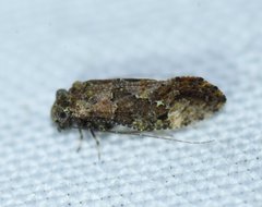Myopsocus antillanus