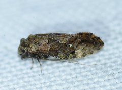 Myopsocus antillanus