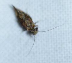Myopsocus antillanus
