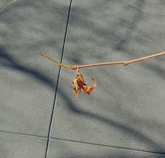 Thyridopteryx ephemeraeformis