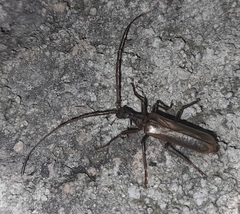 Vesperus xatarti