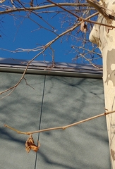 Thyridopteryx ephemeraeformis