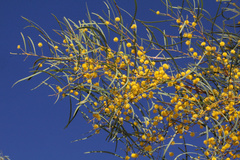 Acacia murrayana