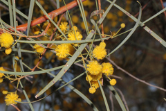 Acacia murrayana