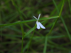 Lobelia stenophylla