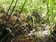 Machaerina articulata