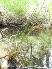 Machaerina articulata